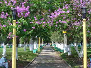 Palm tree lined park in Atenas, Costa Rica