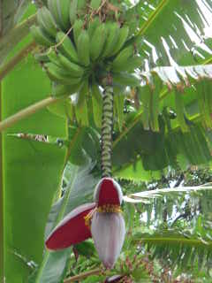 Criollo banana fruit cluster with flower, Costa Rica