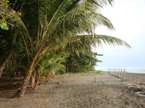 Leatherback turtle nursery by the beach at La Estacion de las Tortugas near Limon, Costa Rica