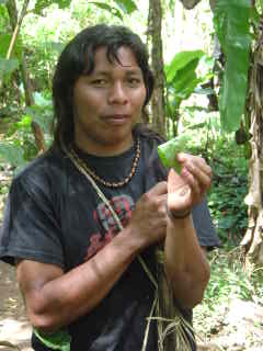 Maleku Indian demonstrating a medicinal plant in the rain forest, Guatuso, Costa Rica