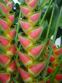 Peach colored heliconia flowers in La Fortuna, Costa Rica