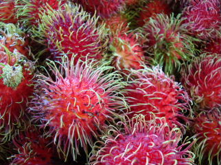 Mysterious red sea urchin fruit in Costa Rica