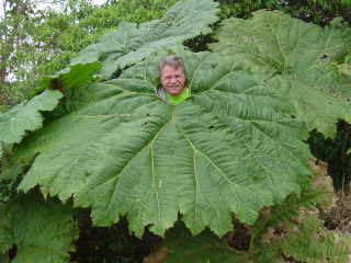 Large leaf umbrella plants found on humid Caribbean side of Costa Rica, near La Paz Waterfall Gardens